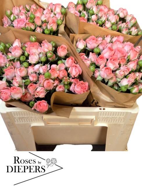 Роза куст. Фемке 50, шт.