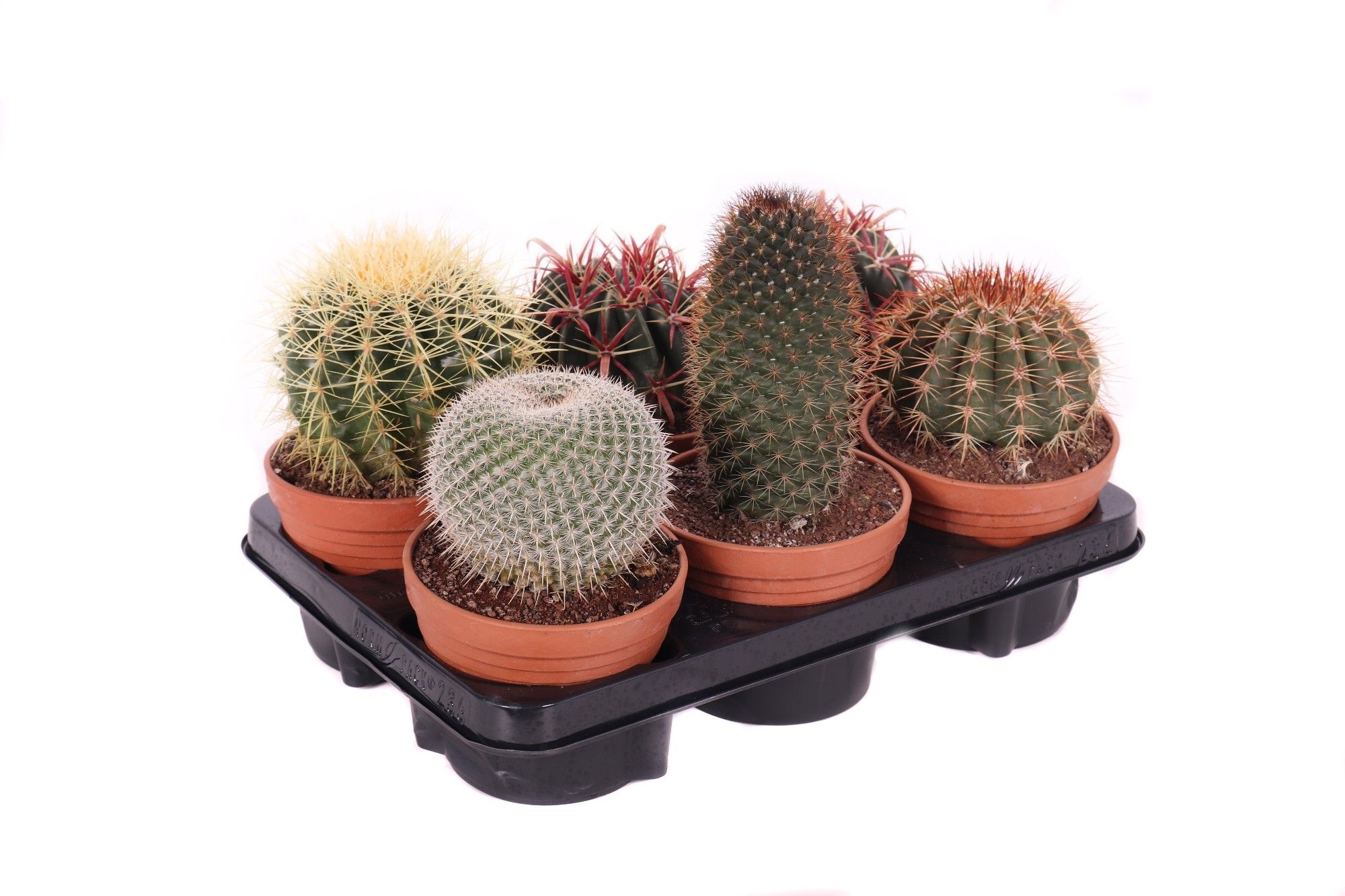Cactus canarias schaal 13 cm, D 13