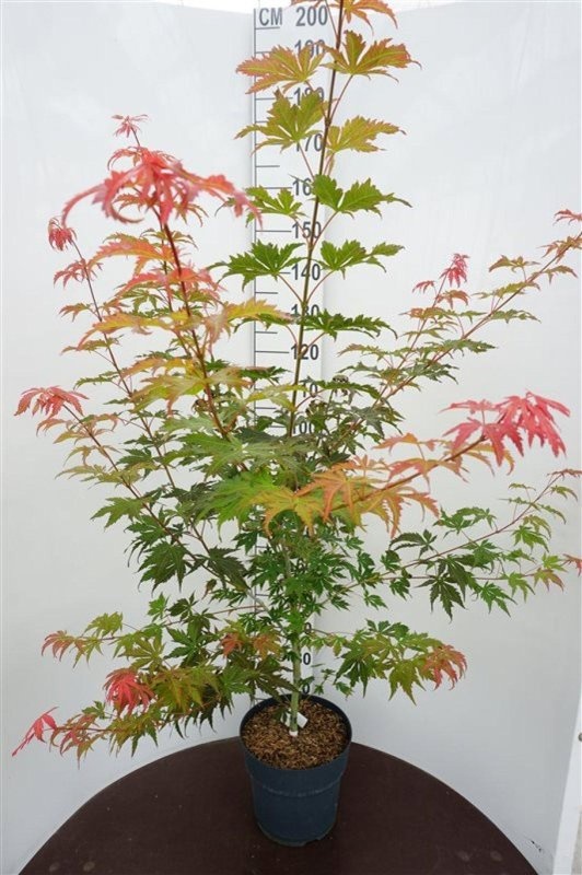 Acer North Wind, D 29