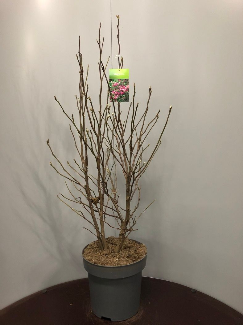 Magnolia 'Susan', D 32
