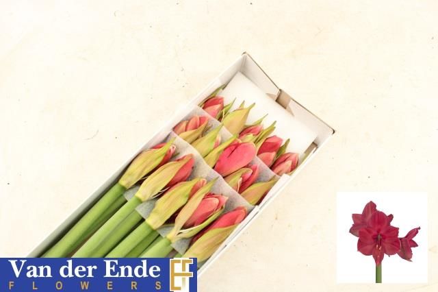 Амарилис Изабелла (красн.) x15, шт.