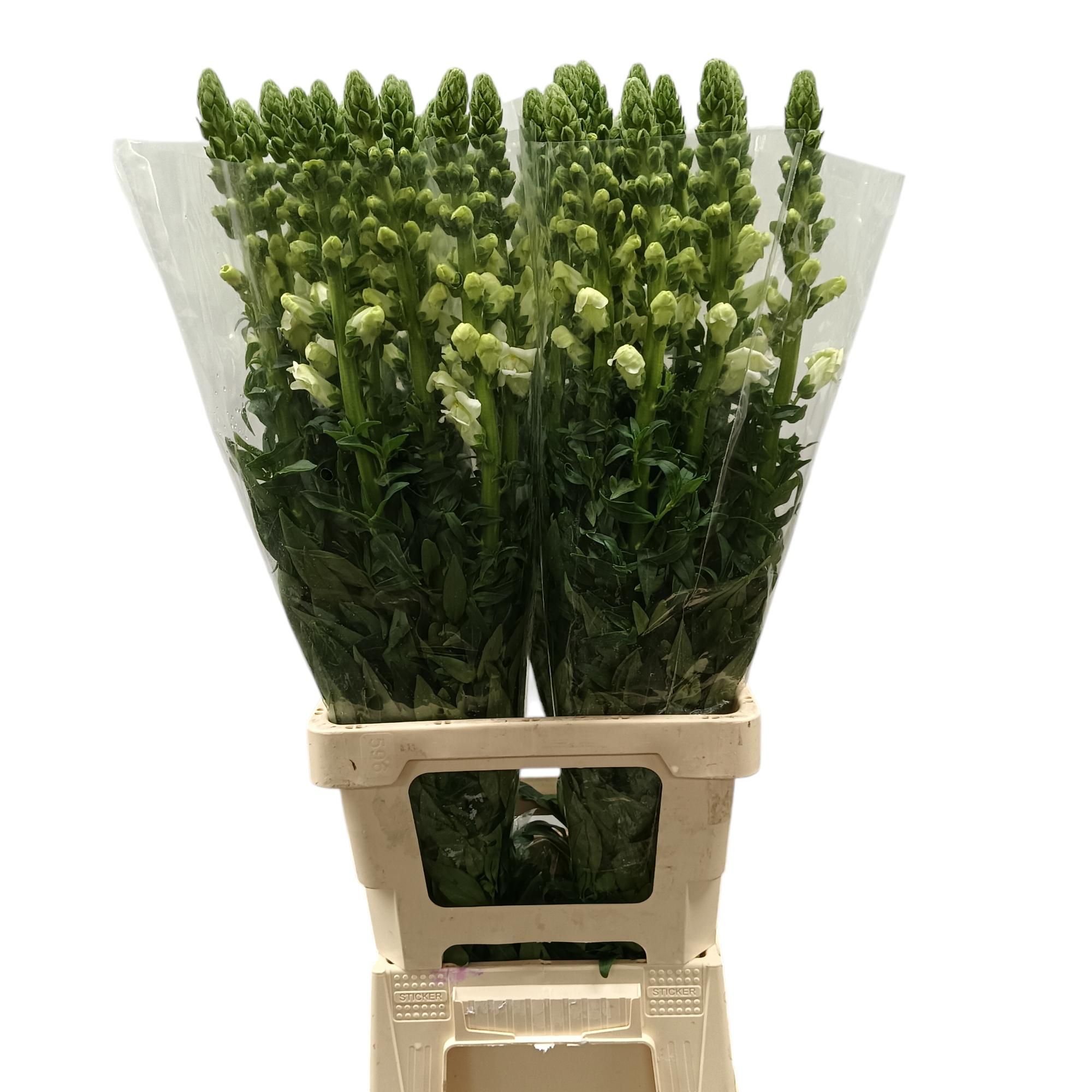 Антирринум Потомак Эрли Вайт, шт.