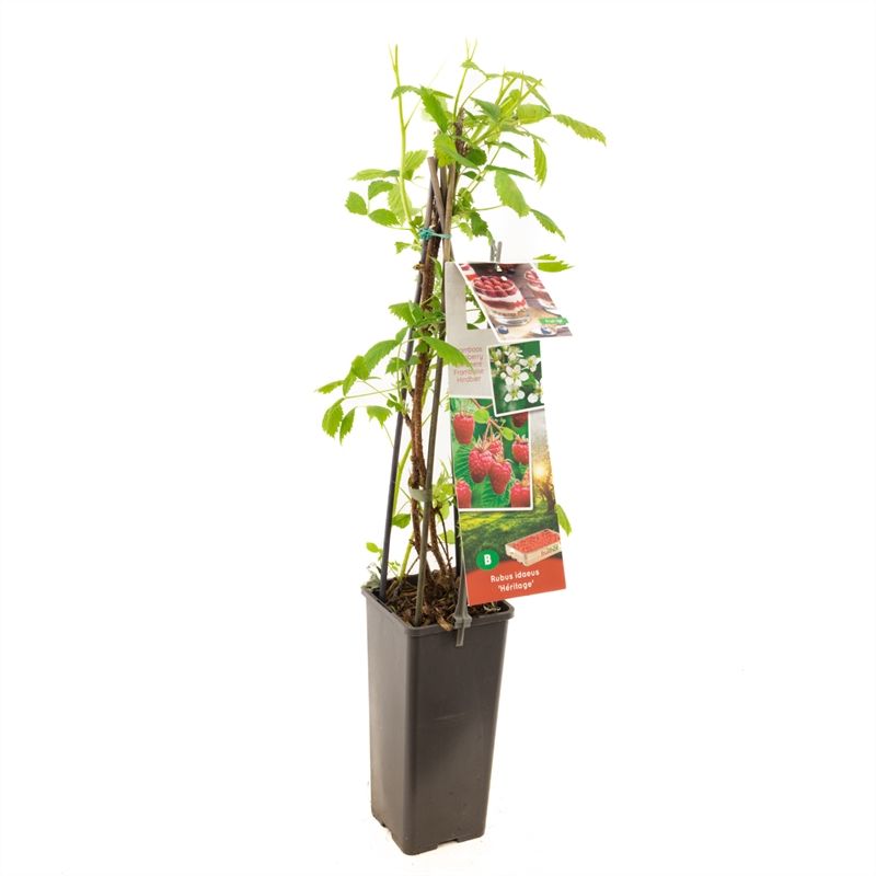 Rubus idaeus Heritage Herfstframboos, D 11