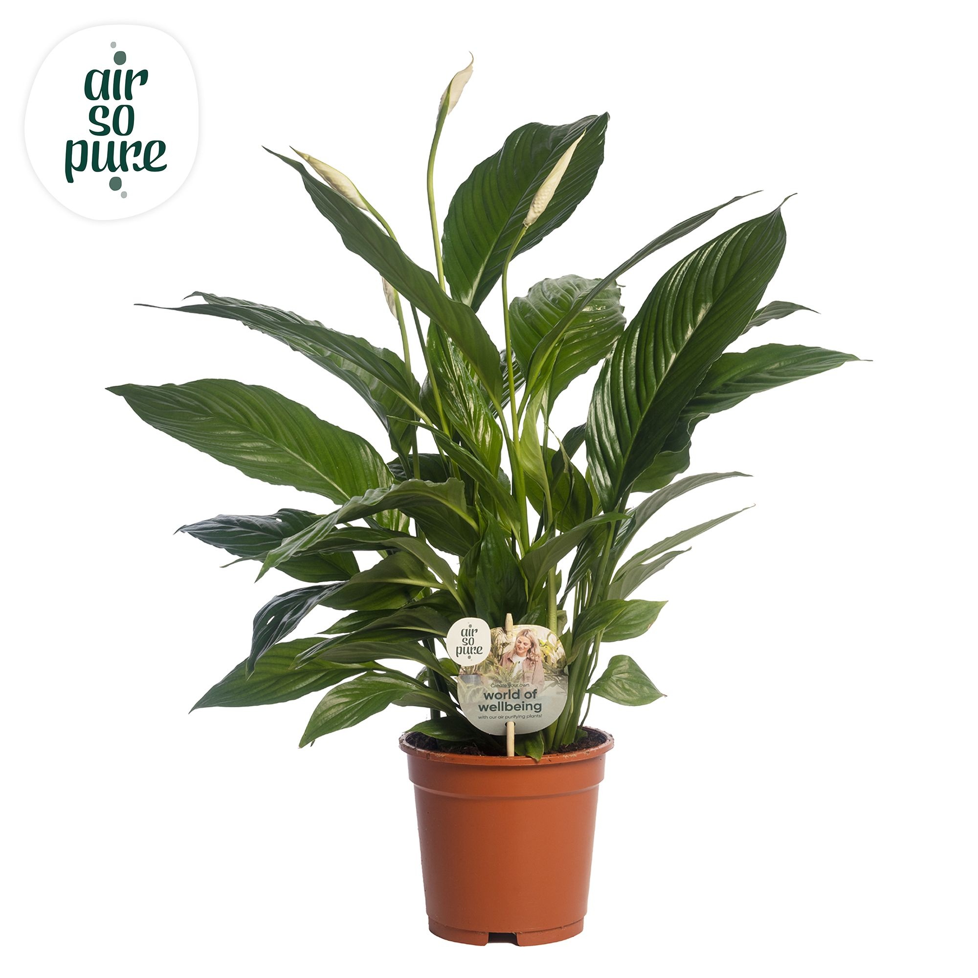 Spathiphyllum 17 cm Vivaldi Air so Pure - WOW etiket, D 17