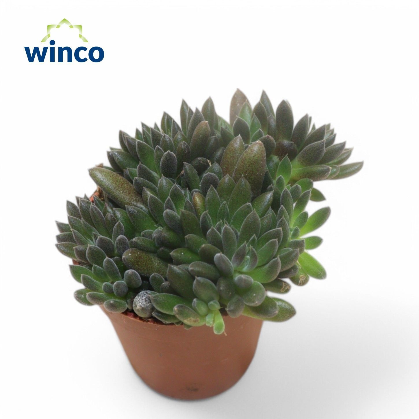 Sinocrassula Yunnanensis, D 5,5