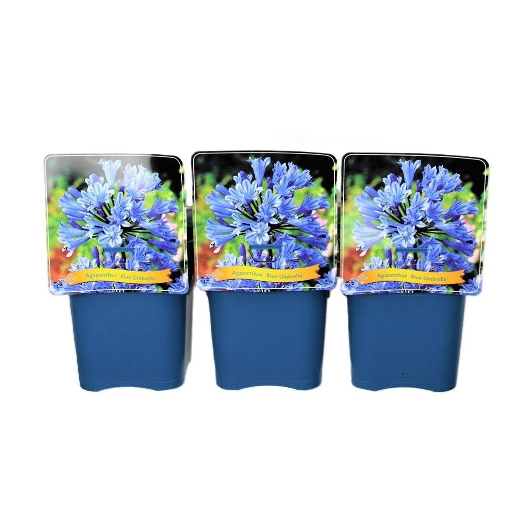Agapanthus 'Blue Umbrella' C5, D 21