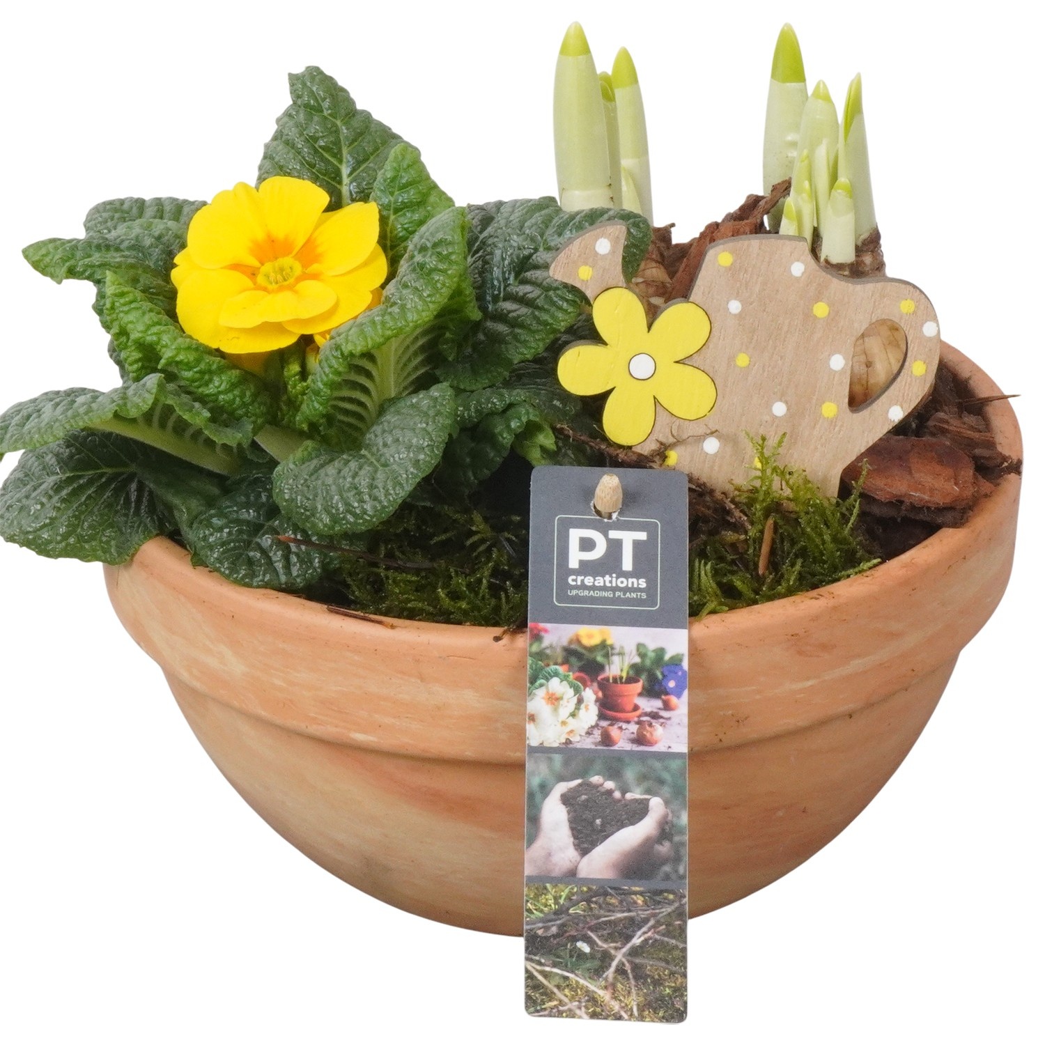 PTBM3881 Arrangement Flower Bulbs Mix in terracotta schaal, D 19