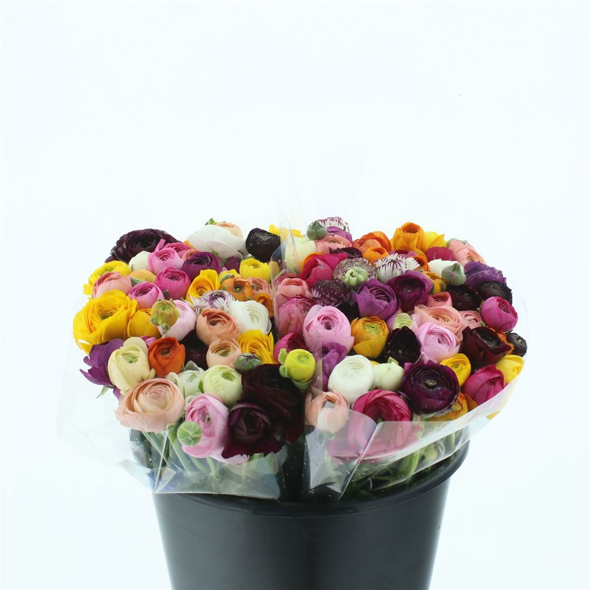 Ранункулус Микс в пачке 40, шт.