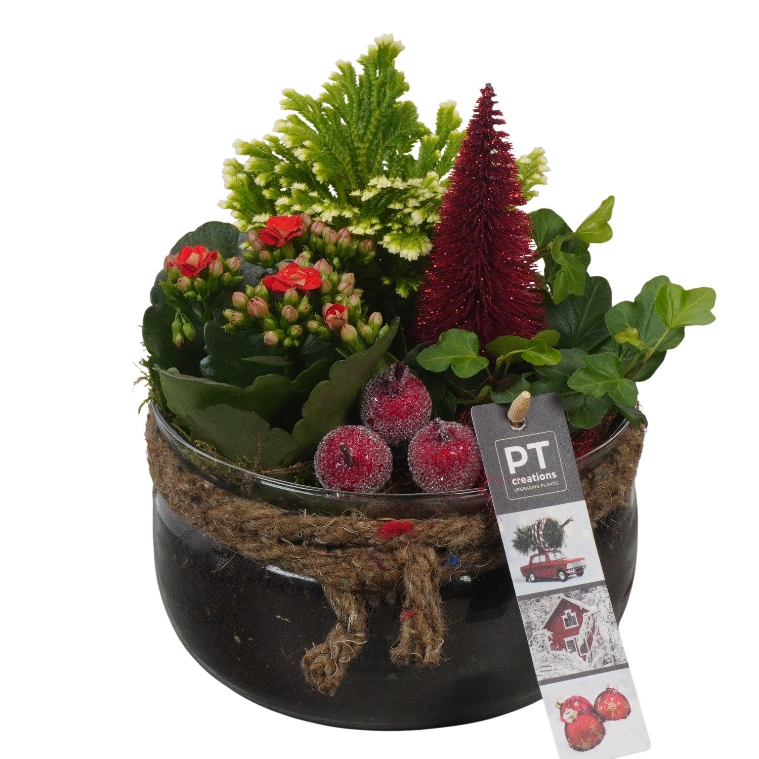 PTCHR7441 Arrangement Christmas Red in glas schaal, D 16 cm