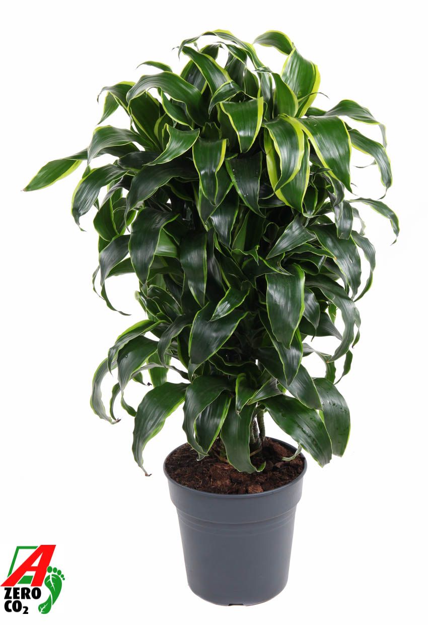 Dracaena Dorado vertakt P24, D 24