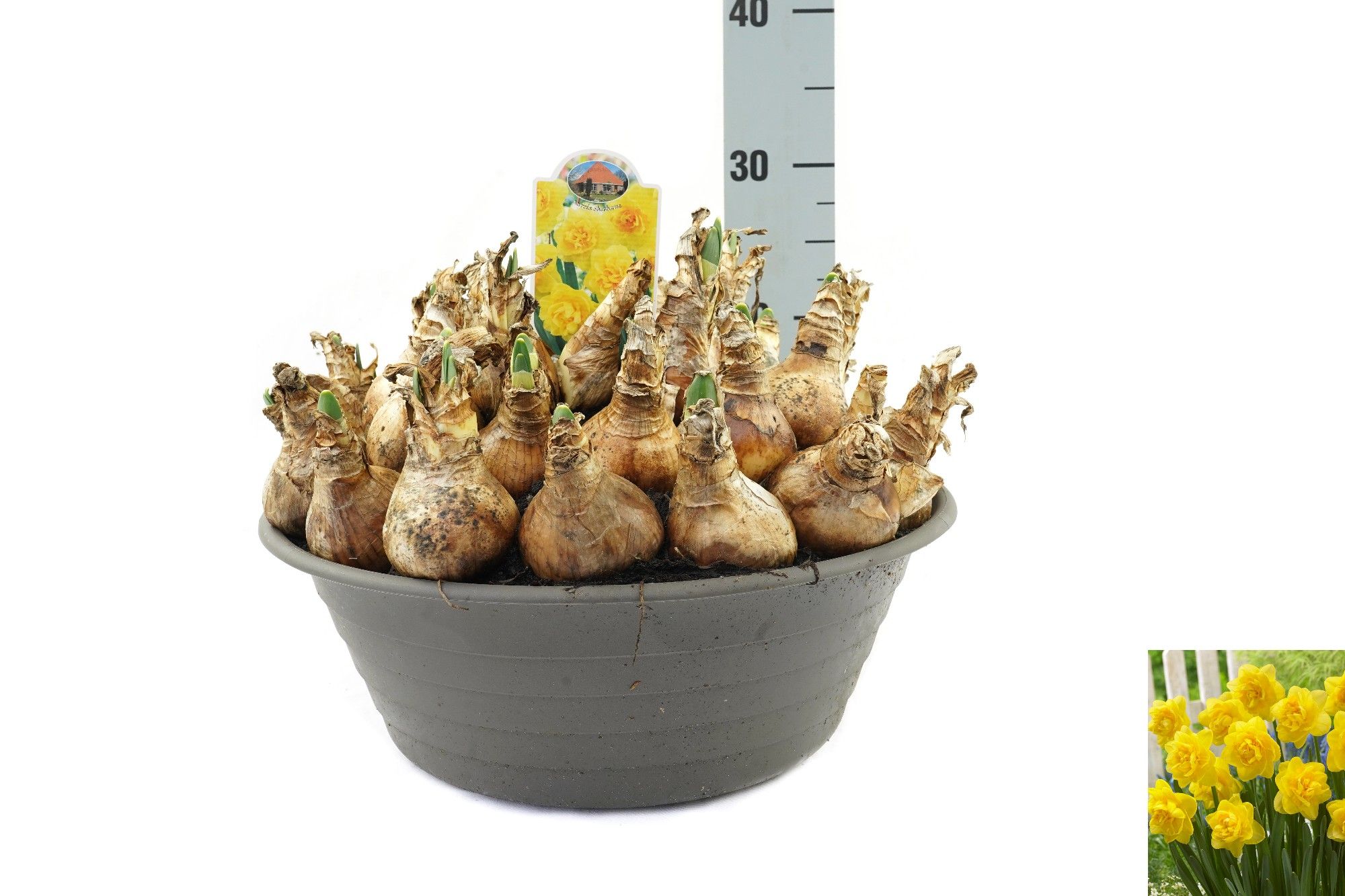 Narcissus Sherborne, D 35