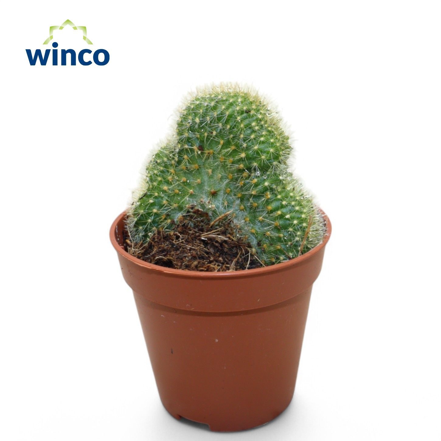 Weberbauerocereus Johnstonii Cristata, D 5,5