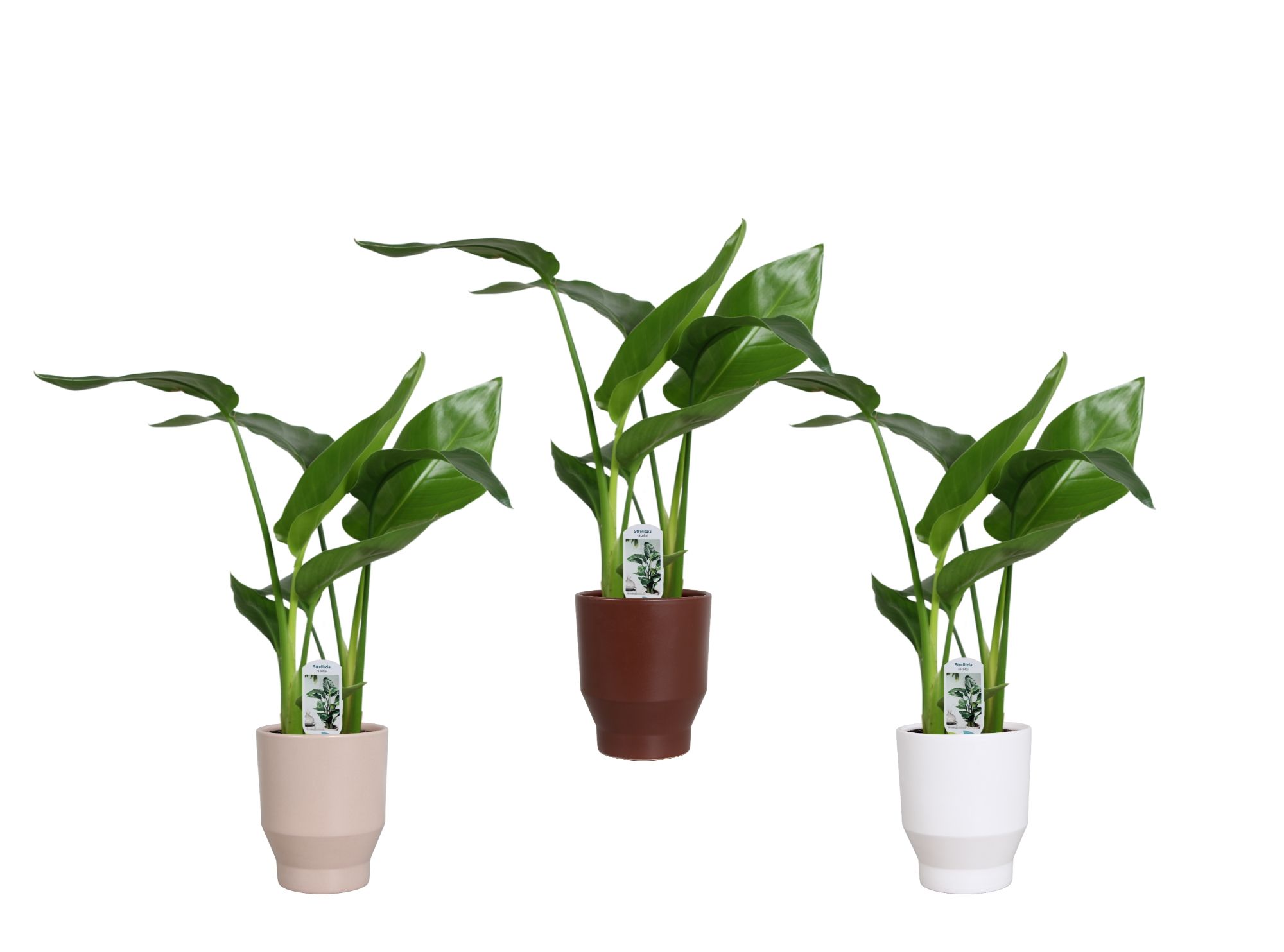 Strelitzia nicolai 2 stek 45-55cm in Lugano keramiek, D 15 cm