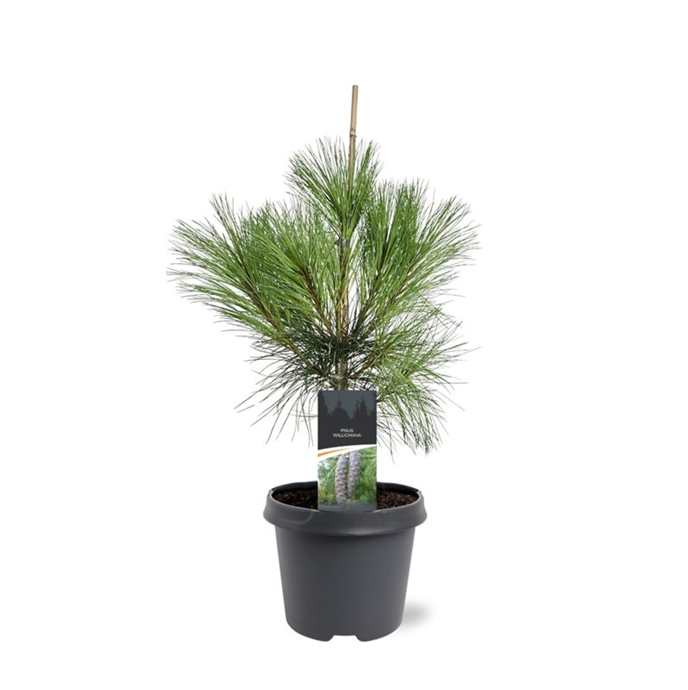 Pinus wallichiana, D 23 cm