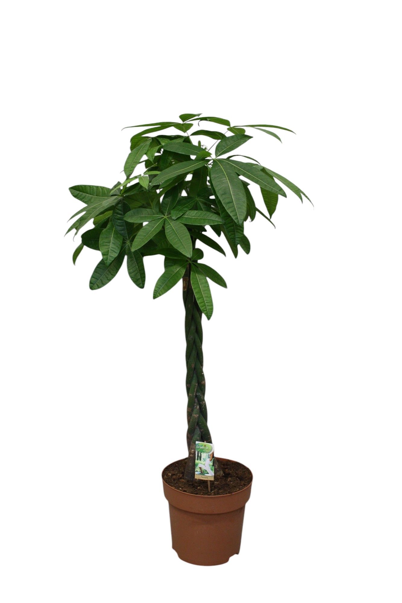 Pachira aquatica, D 30