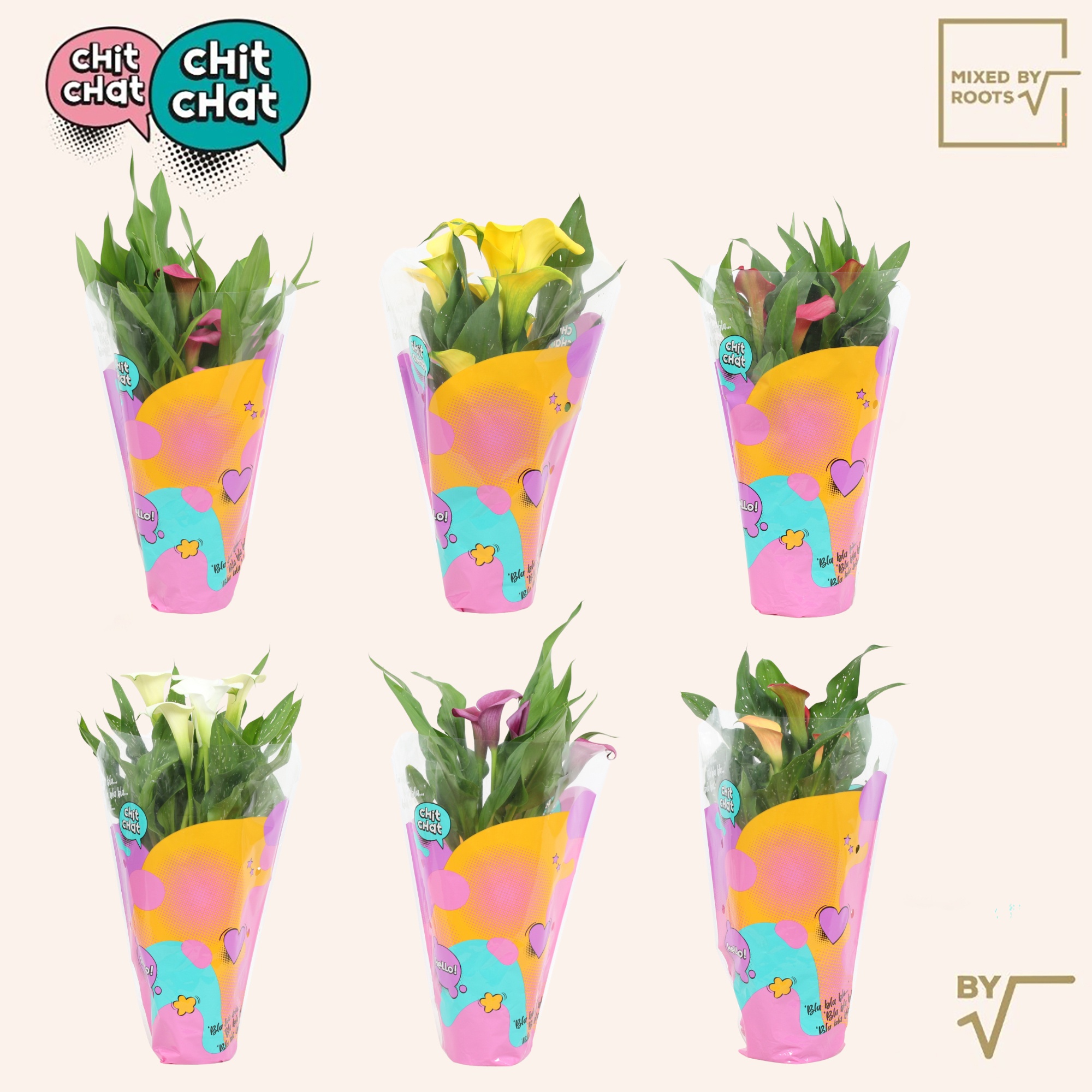 Chit Chat Zantedeschia (Calla) 12cm - Mixed by Roots, D 12