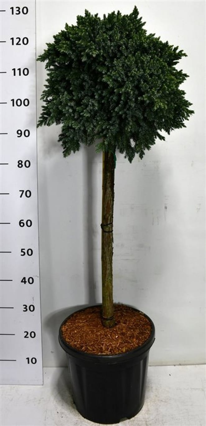Juniperus squamata 'Blue Star', D 38