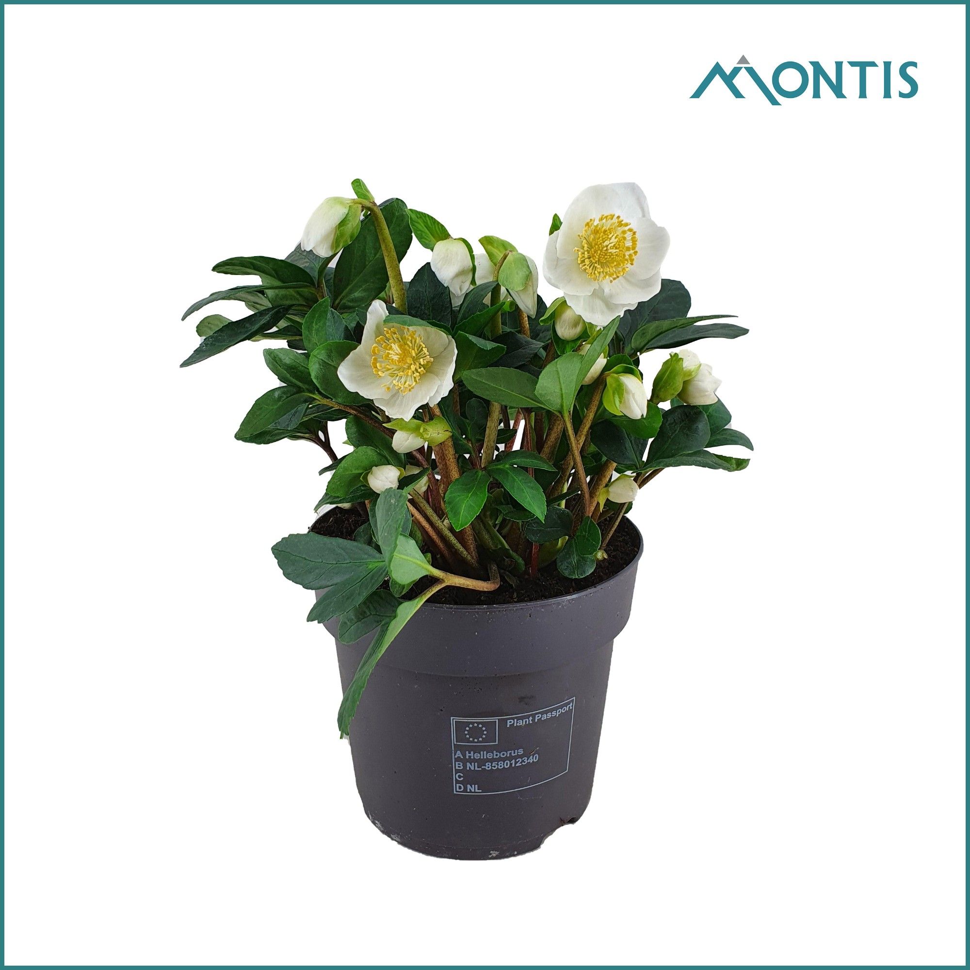 Helleborus Christmas Carol 15 cm Medium, D 15