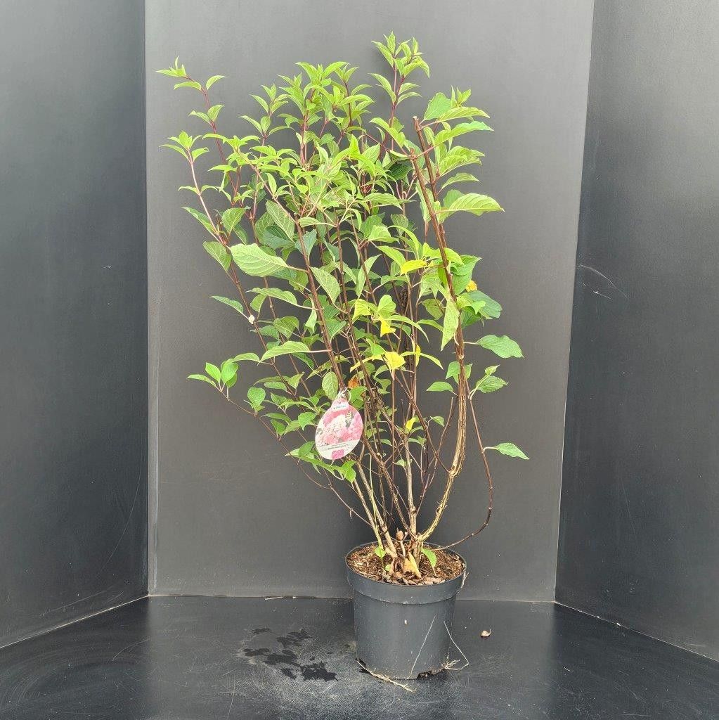 Hydrangea paniculata Vanille-Fraise, D 26 cm