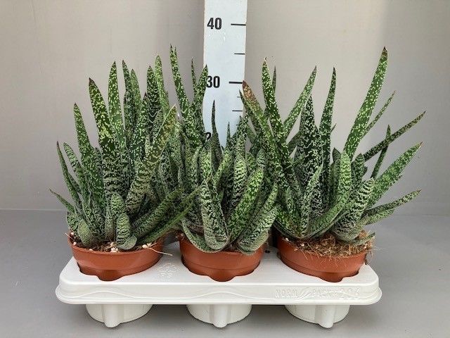 Gasteria carinata verrucosa Xl, D 12