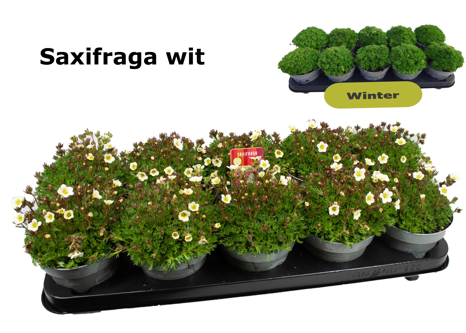 Saxifraga Pixie 12 cm wit, D 12
