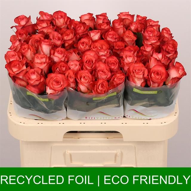 Роза од. Айкун 60, шт.