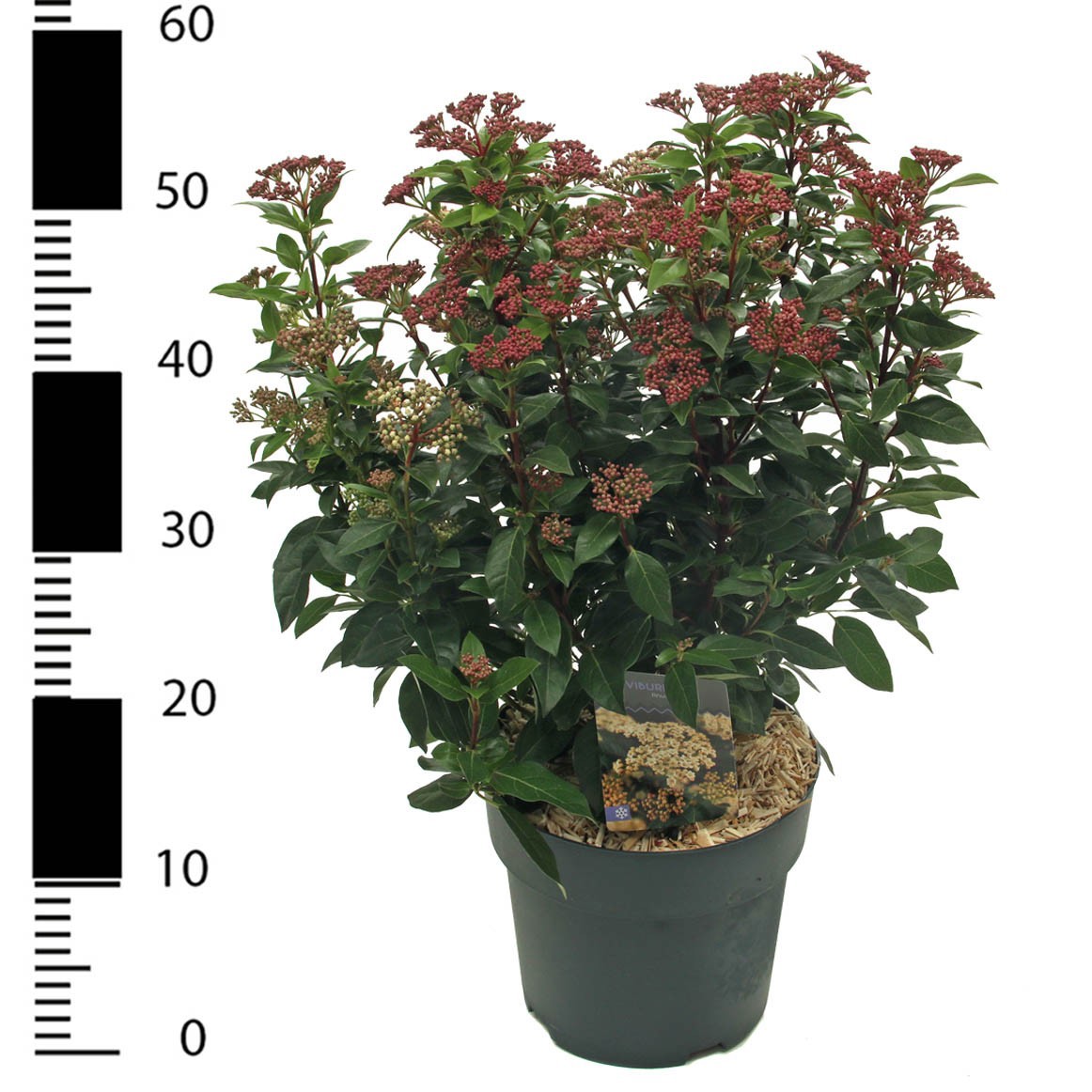 Viburnum tinus, D 23