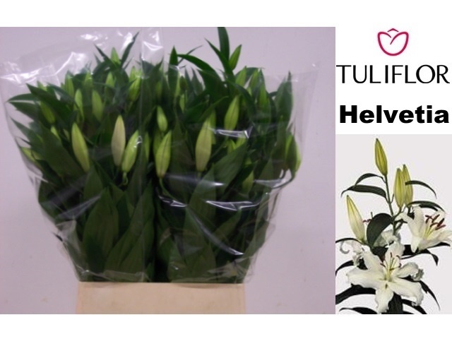 Лилия Хельветия 80, шт.