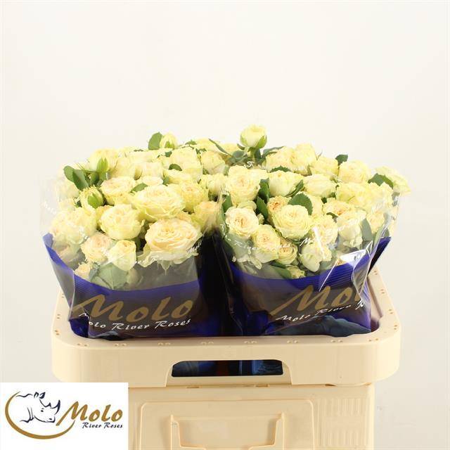 Роза куст. Саммерроуз 60, шт. Роза куст. Саммерроуз 60, шт.