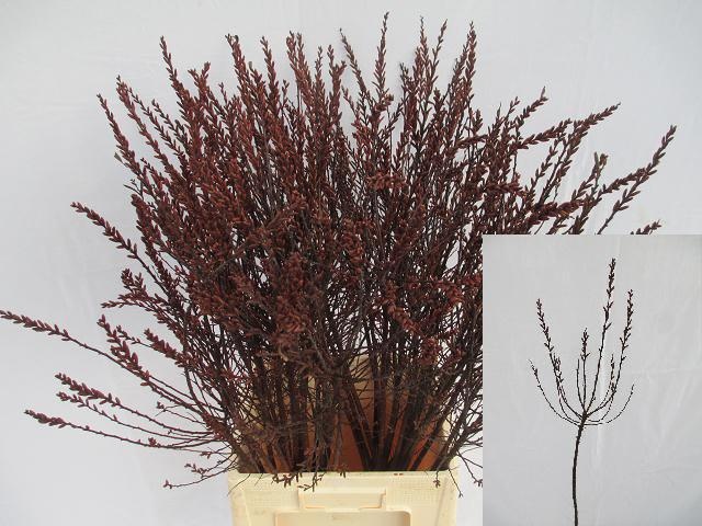 Мирика Гейл 90, шт.