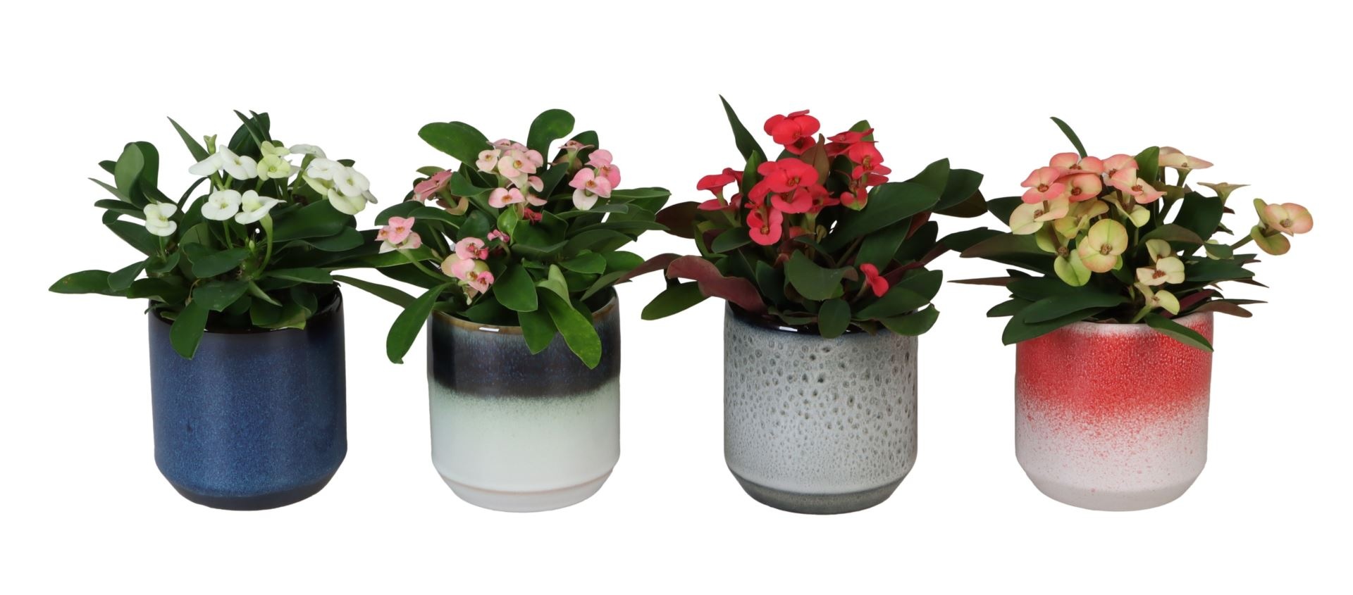 L 67222 With Euphorbia Milii Mix 6 cm, D 6 cm