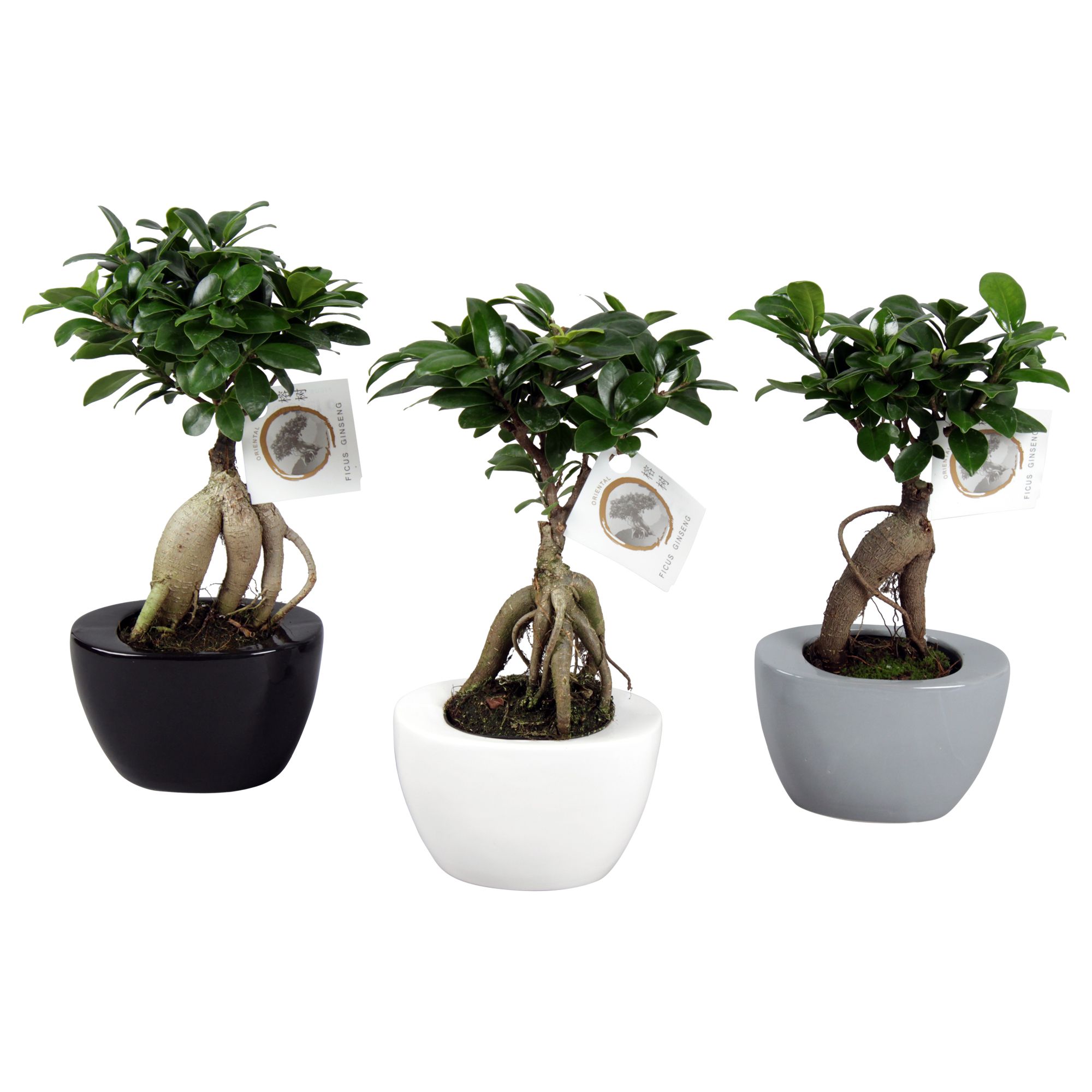 Ficus m. Ginseng pot ø09cm in ø14cm Folded pot colormix, D 14