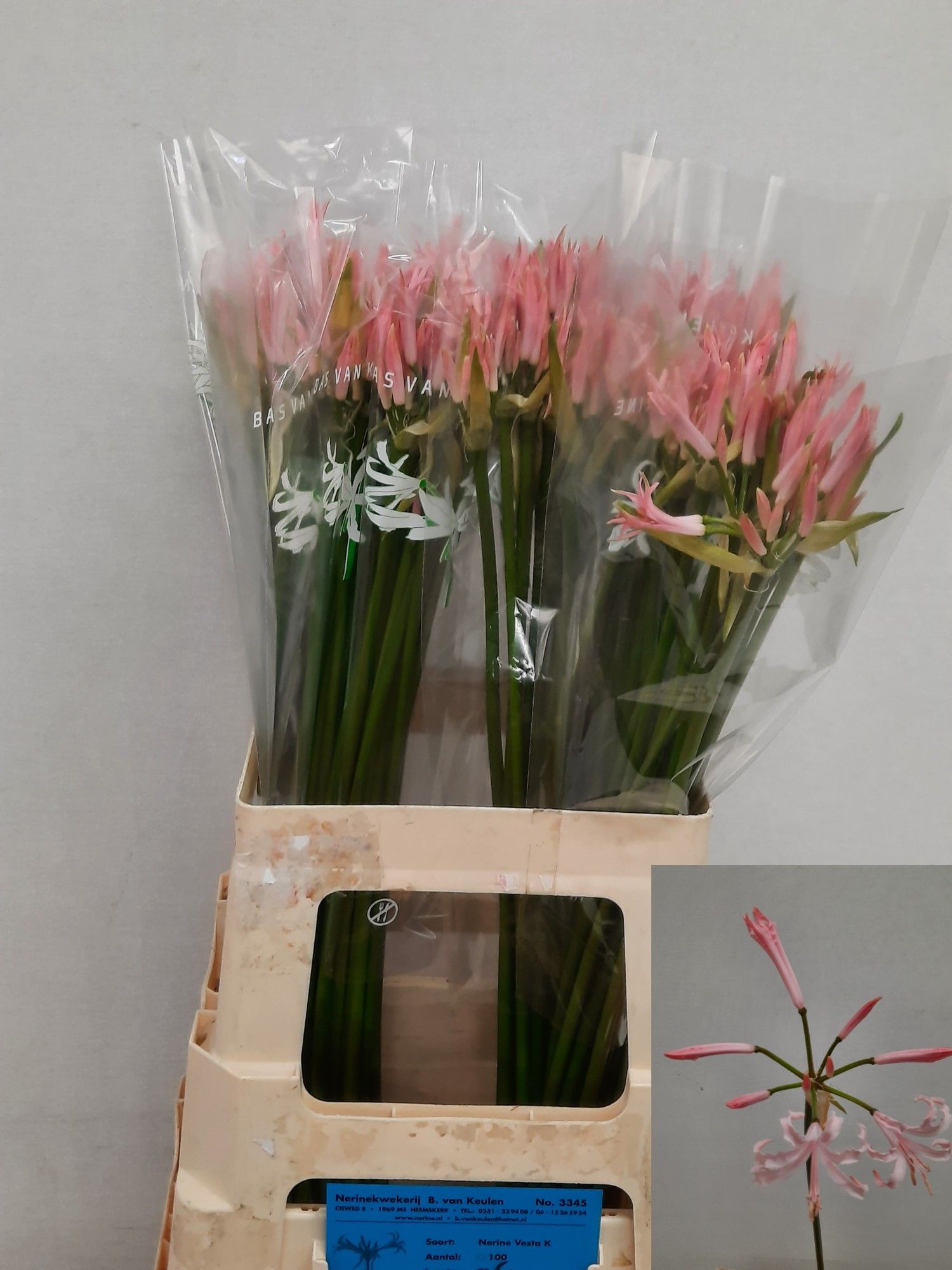 Нерине Веста К 60 (роз.), шт.