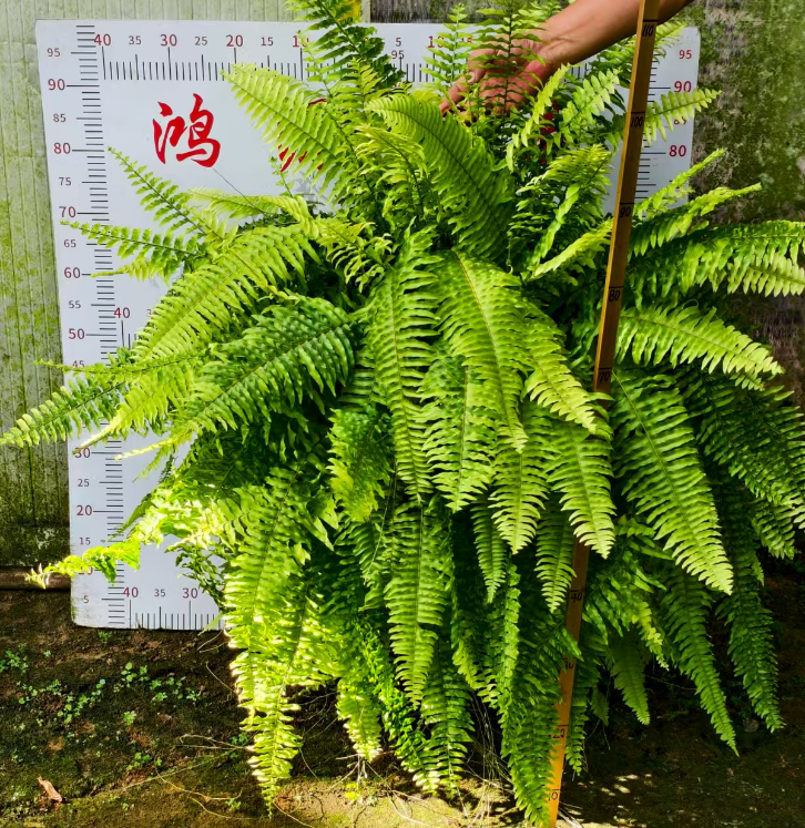 Блечнум ориентале Премиум Тайгер Папоротник 18 100