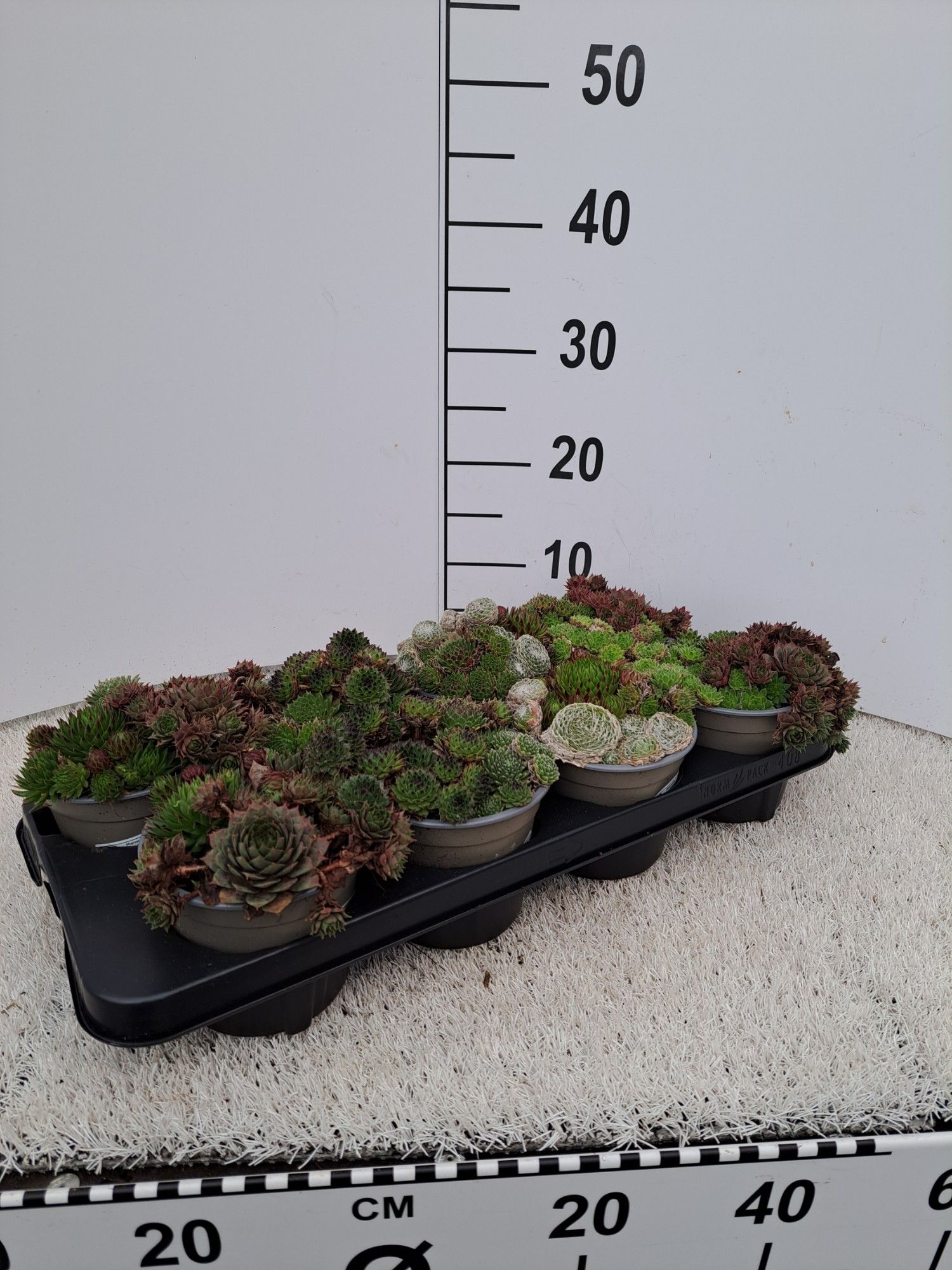 Sempervivum Hybrid, D 13