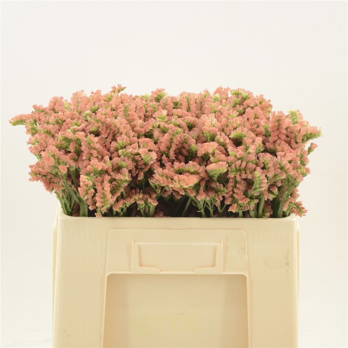 Статица Роял Оранж 50, шт.