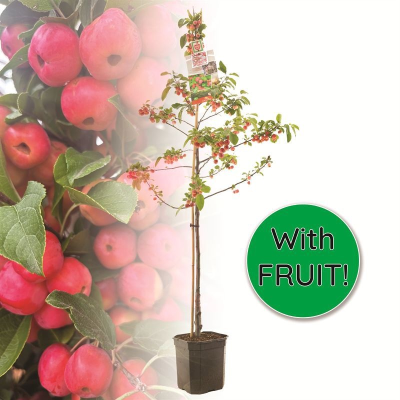 Malus Red Sentinel laagstam Rode sierappel, D 24