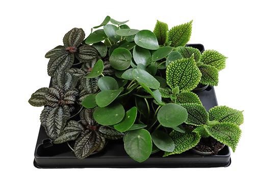 PILEA CADIEREI MIX, D 6 cm