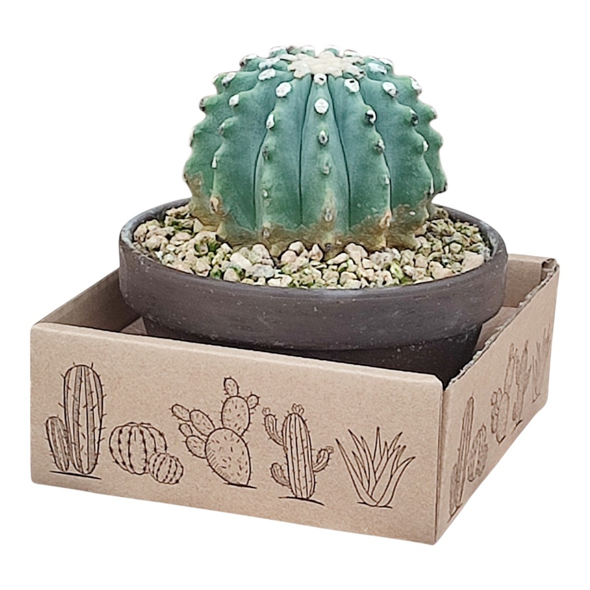 FEROCACTUS GLAUCESCENS INERMIS - TERRACOTTA BOWL Ø 15 - IN CARDBOARD BOX (CACTUS), D 15