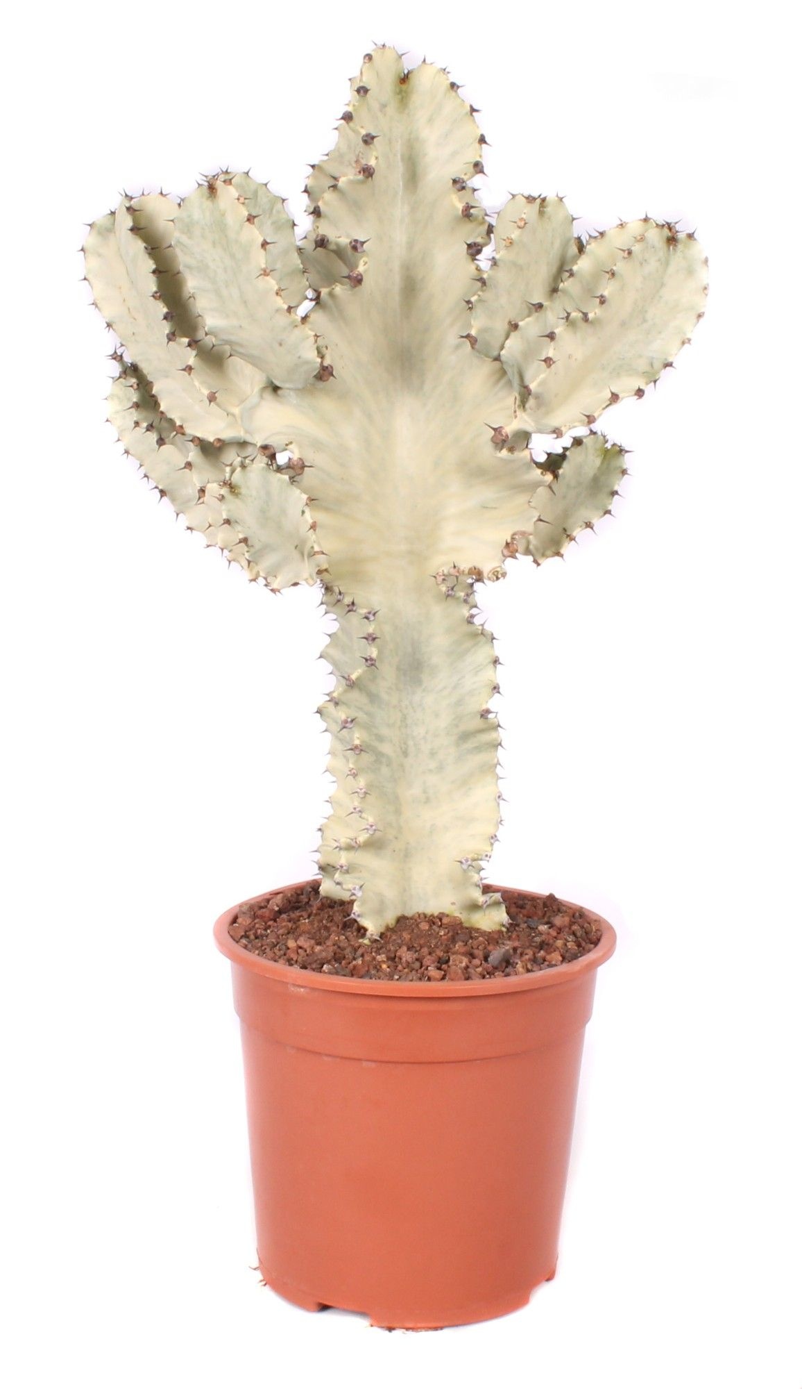 Euphorbia erytrea variegata 24 cm, D 24