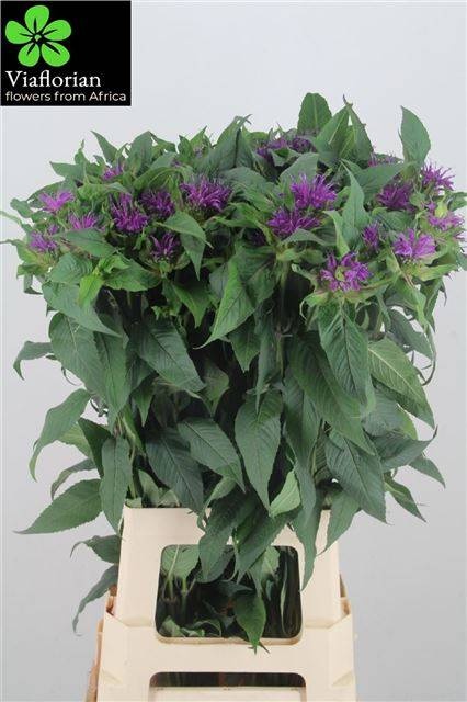 Монарда Перпл Принц 70, шт.