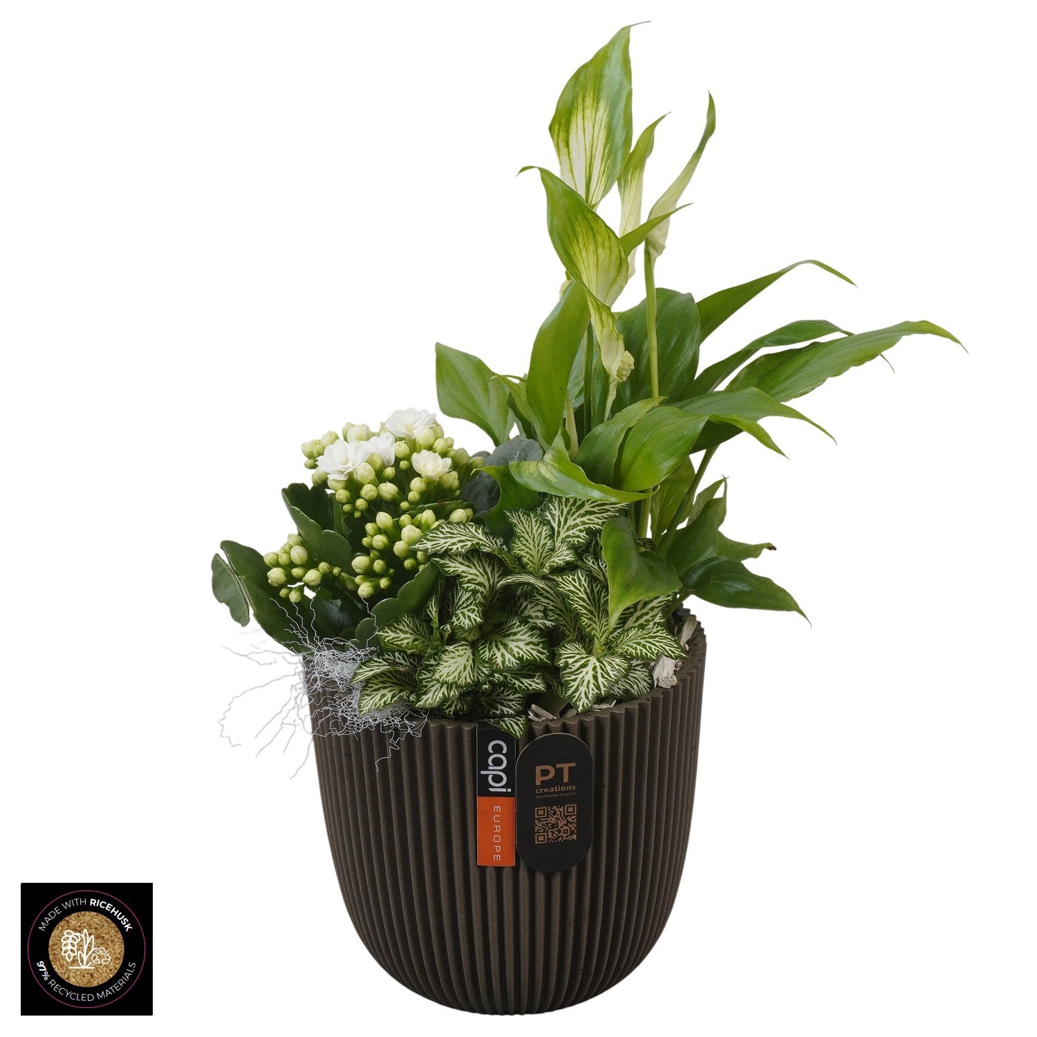 PTIB5207 Arrangement Indoor in capi pot, D 13