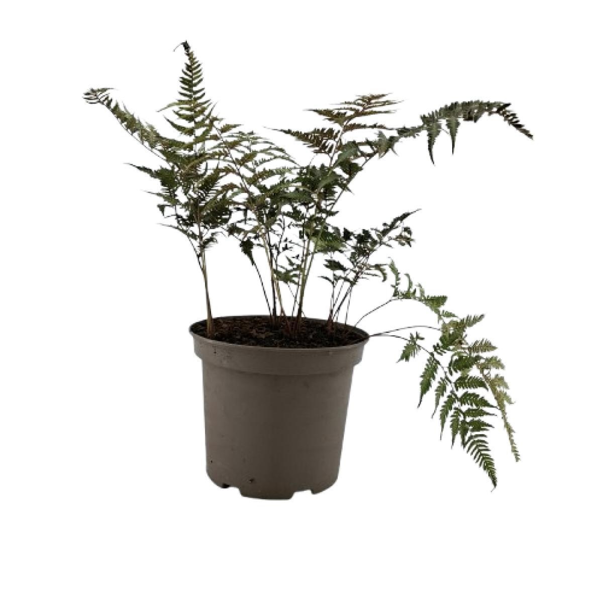 Athyrium niponicum pictum, D 23