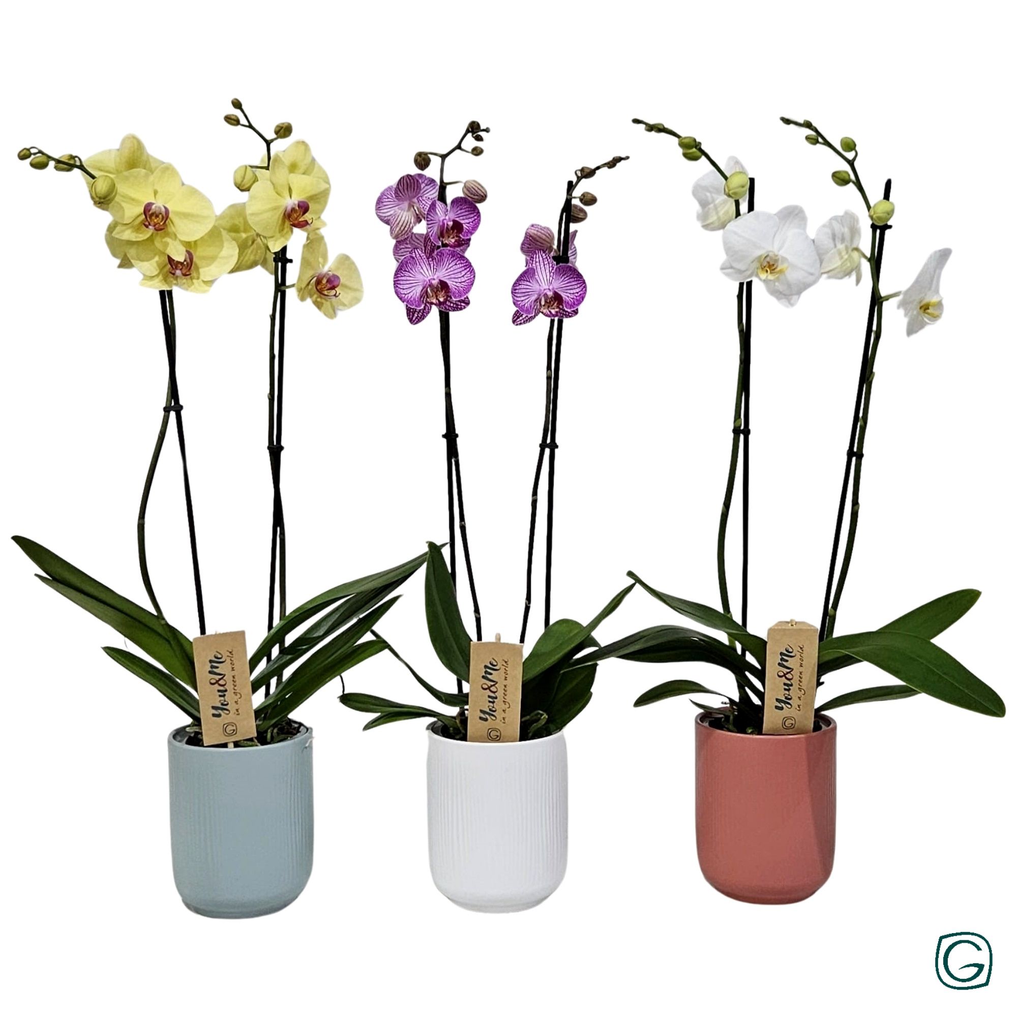 Phal. 2tk mix in 3 colors ceramic, D 12 cm