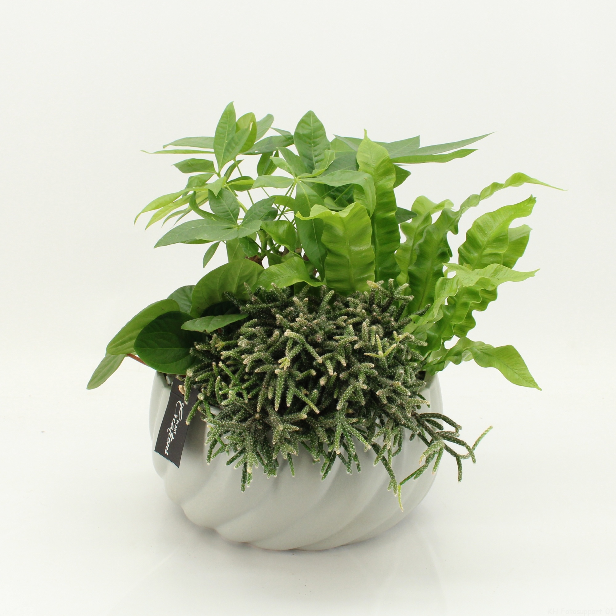 GRCR-2645 Green Essentials, D 24