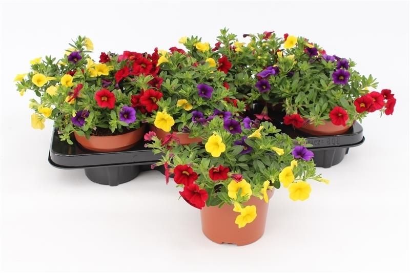 Calibrachoa "Tropicana" Tricolor Blue/Red/Yellow, D 13