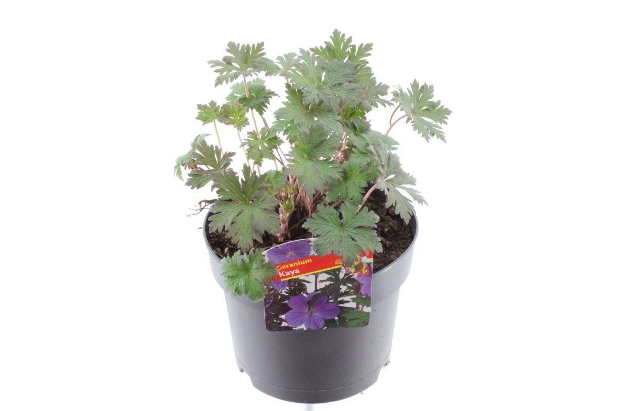 Geranium Maja, D 17