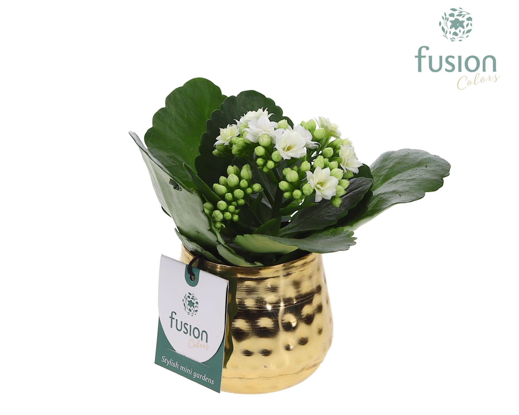 Pot Indian metaal goud XSmall met Kalanchoe, D 9