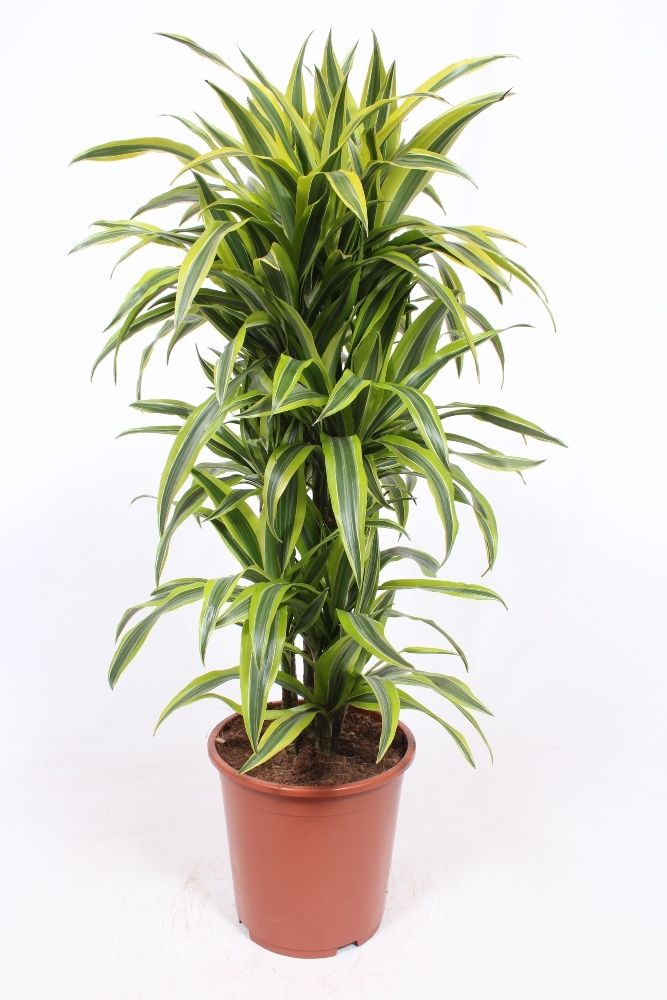 Dracaena Lemon Lime, D 27