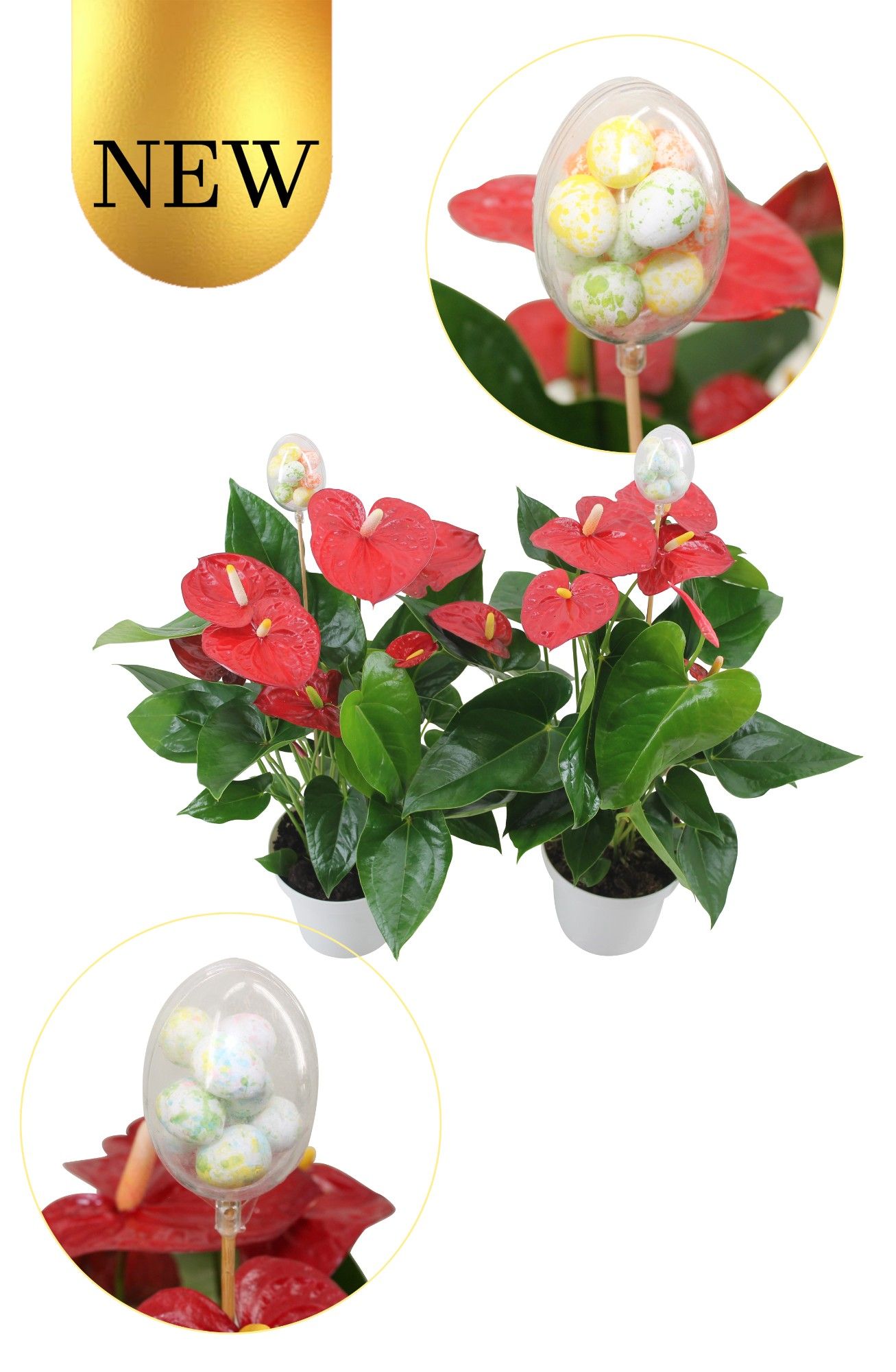 Anturium XL.9 Jambo Red 14cm met paasstekers, D 14